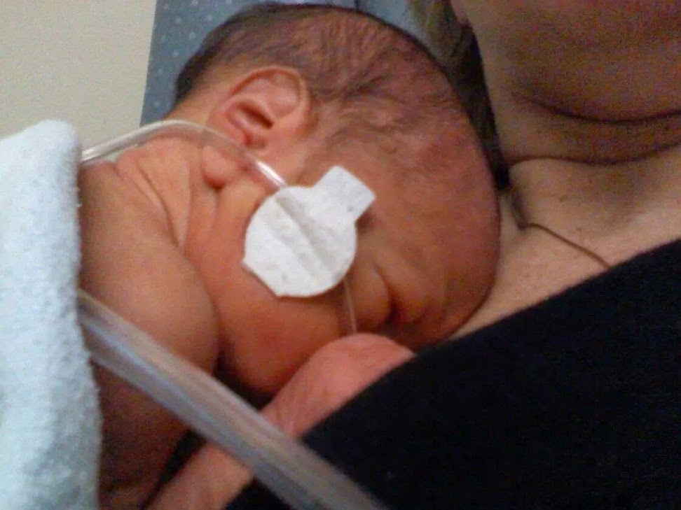 domnicu