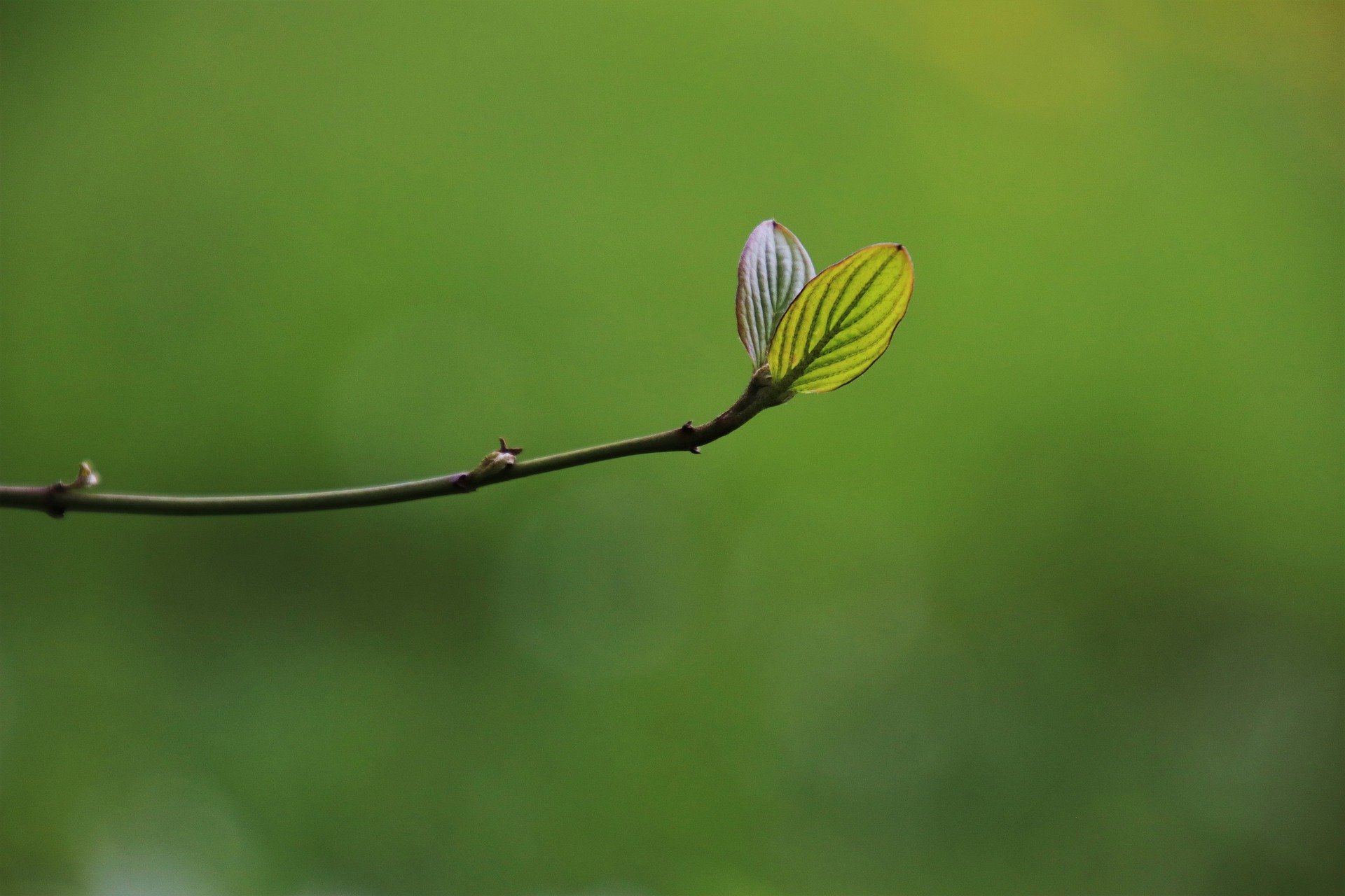 a twig sprouting new leaves